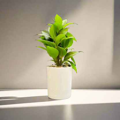 Artificial White Planter