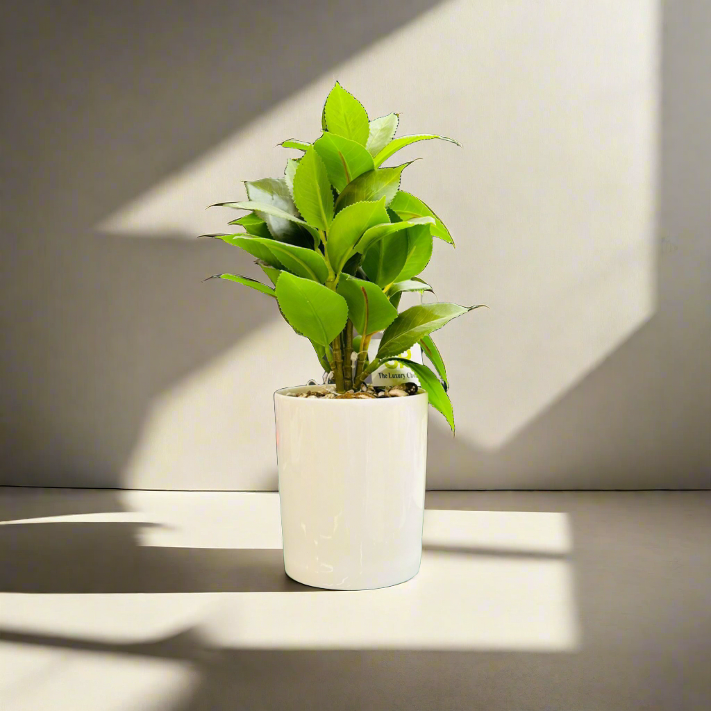 Artificial White Planter